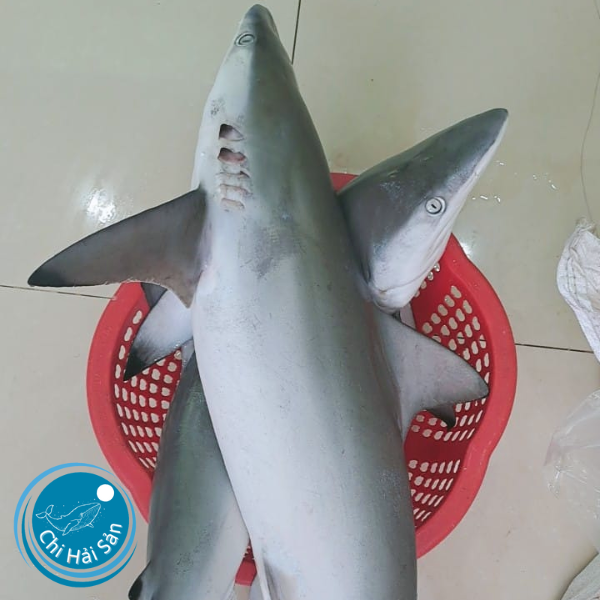 Cá mập sữa