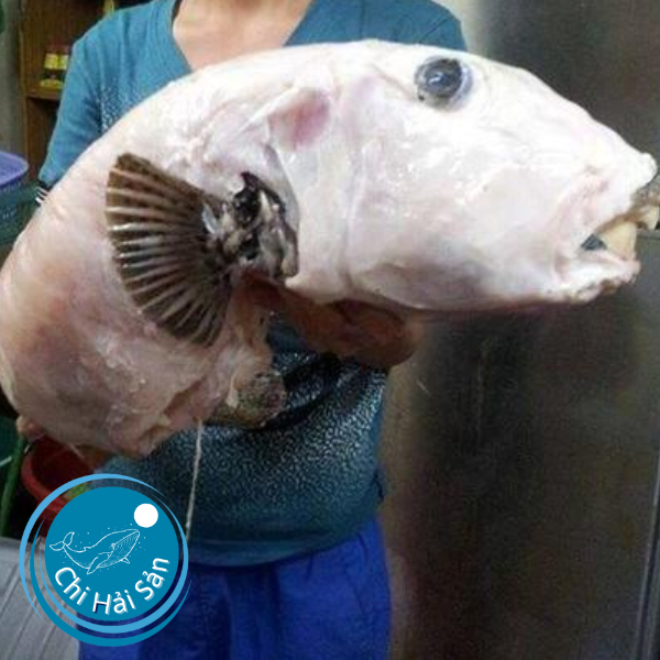 Cá mặt thỏ – thịt ngon nhất trần gian – da cá làm chỉ may phẫu thuật