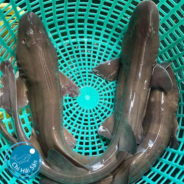 Cá mập sữa sống
