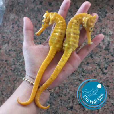 cặp cá ngựa khô