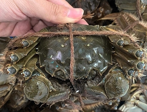 cua-long-hong-kong-lomng Cách-giu-chan-mot-con-cua-long