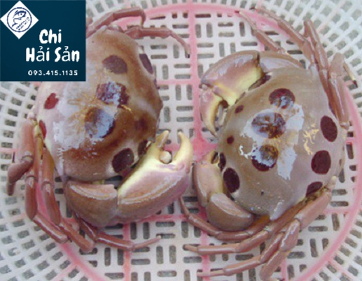 Cua mặt trăng giá bao nhiêu – bán ở đâu tại TPHCM – Sài gòn ?