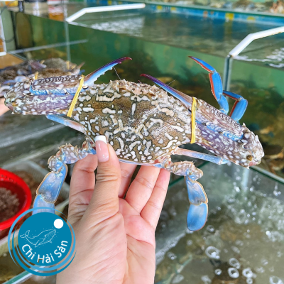 ghẹ xanh phan thiết