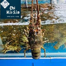 Giá tôm hùm xanh tại Chihaisan Giá tôm hùm xanh tại Chihaisan