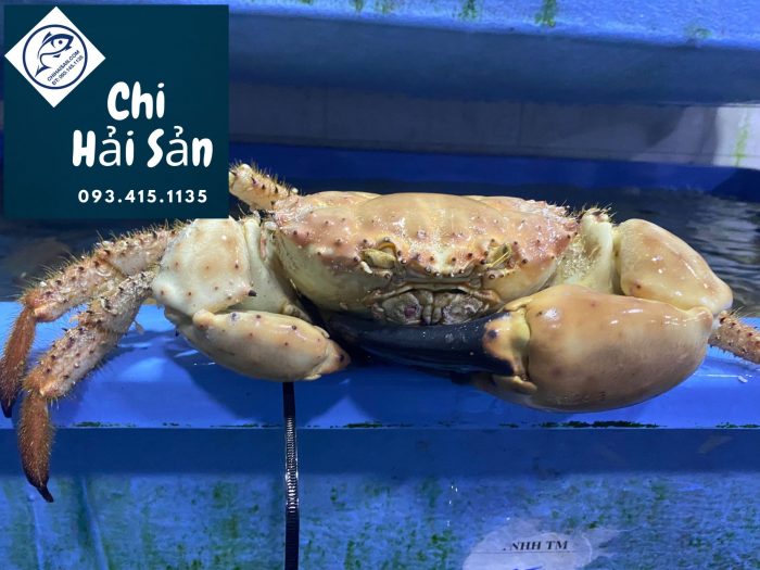 Giá cua Úc sống cạnh tranh nhất! 