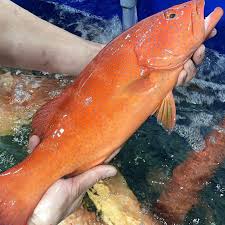 Cá mú đỏ sống và cấp đông bán tại TPHCM