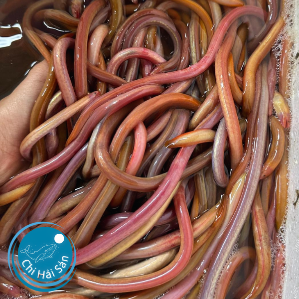 Lịch huyết tại cửa hàng Chi Hải Sản