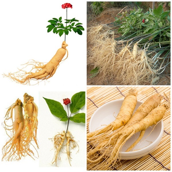 Hồng Sâm Hàn Quốc
