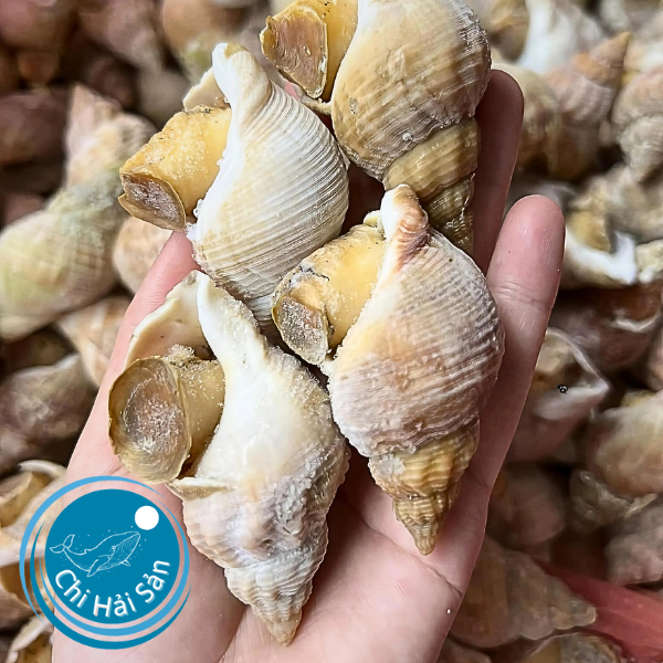Ốc bulot pháp size khủng