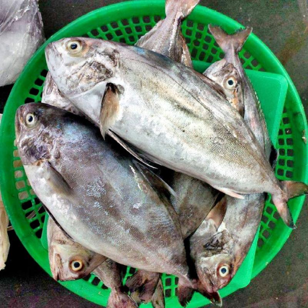 Cá cu biển Đà Nẵng tai cửa hàng Chi Hải Sản