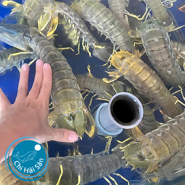 Tôm tít indo size khủng
