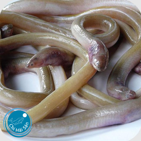 Giá cá sùn sịn bao nhiêu 1kg? Bán ở đâu tươi ngon?