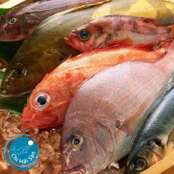 Cá biển tươi ngon – Chi Hải Sản cung cấp trong và ngoài SG