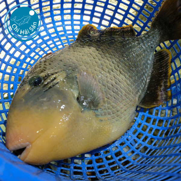 Cá bò giáp giá sỉ