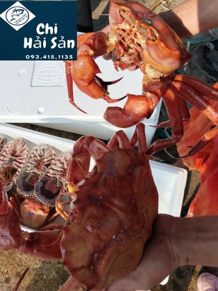 Mua cua tuyết Việt Nam