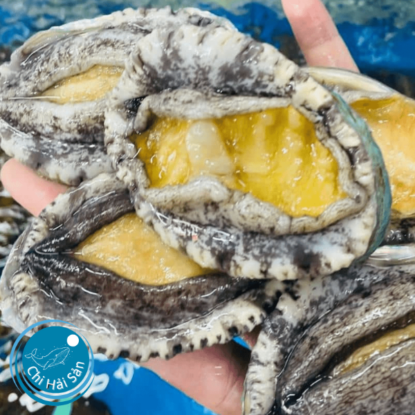 bào ngư Hàn Quốc sống
