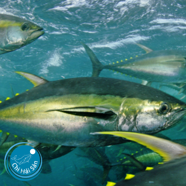 Cá ngừ vây vàng (Yellowfin Tuna - Thunnus albacares).