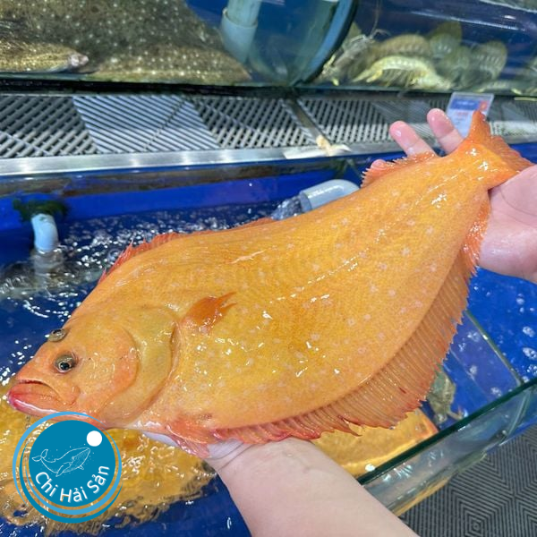 Bán cá bơn sống cho nhà hàng TPHCM