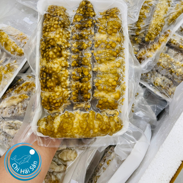 Hải Sâm Gai Vàng từ Chihaisan