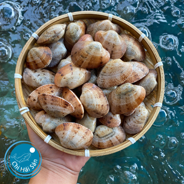 ngao sống nguyên con.