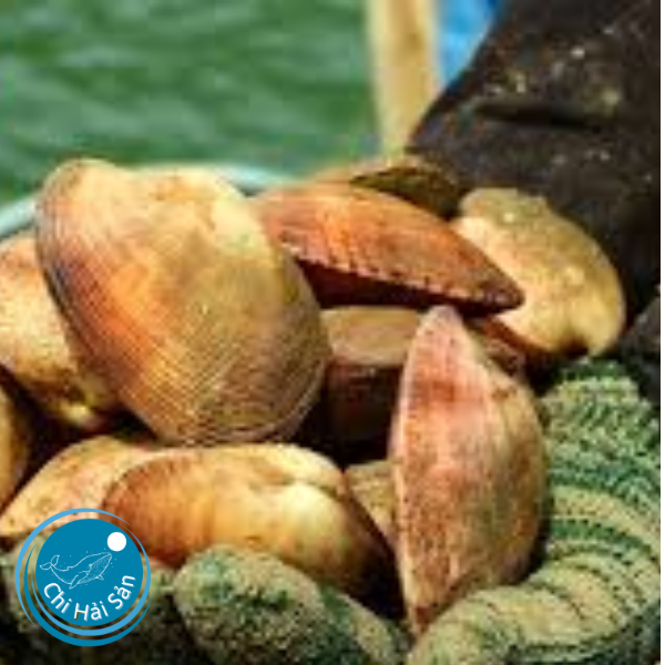 Ngao 2 cồi (sò quéo, sò dẹo)