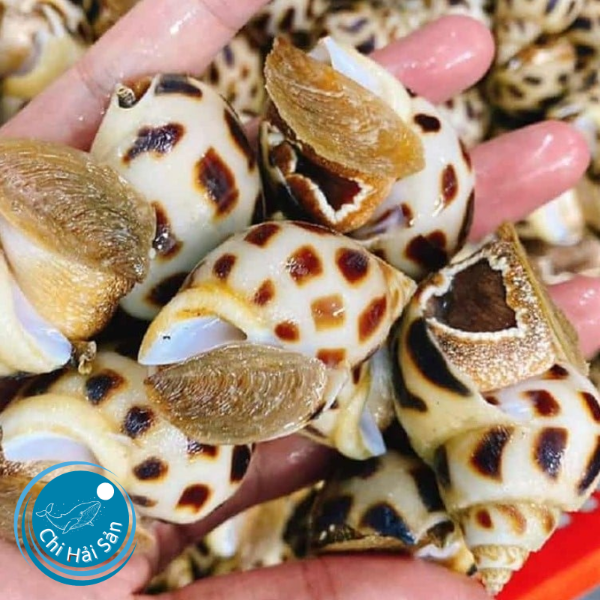 Ốc Hương loại 1 Cho Nhà Hàng