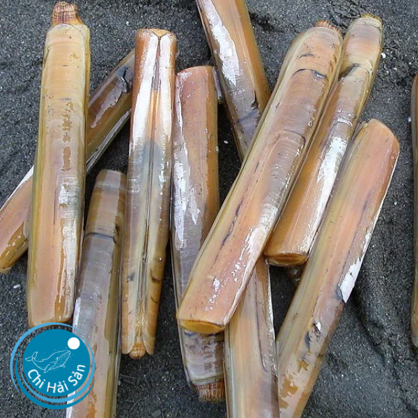 Ốc móng tay chúa