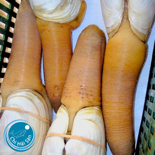 Ốc Vòi Voi Ngà Size "Đại"