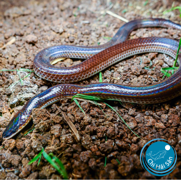 Rắn hổ hành ( Xenopeltis unicolor)