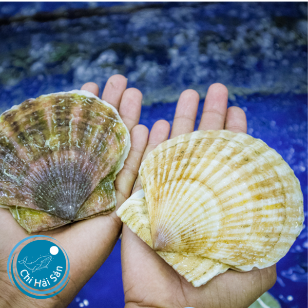  Đặt sò điệp Nhật sống cho nhà hàng