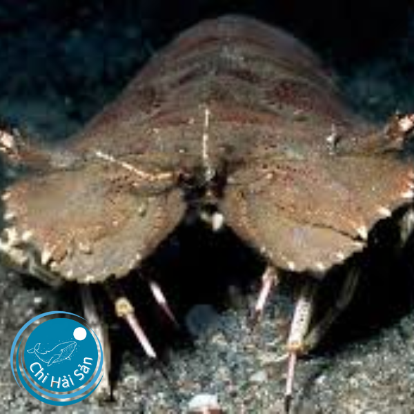 Bán tôm mũ ni sống cho nhà hàng tại TPHCM