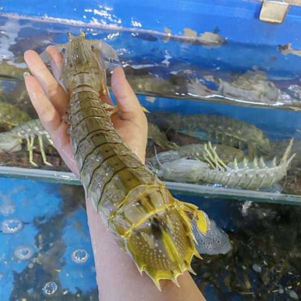 Cung cấp tôm tít đại cho nhà hàng TPHCM