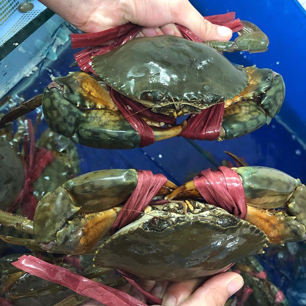 Cung cấp cua thịt Cà Mau sống bơi cho nhà hàng TPHCM