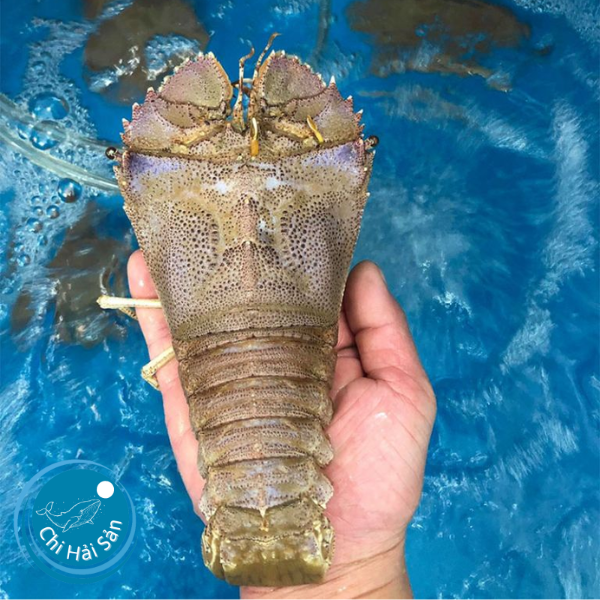 Tôm Mũ Ni Trắng