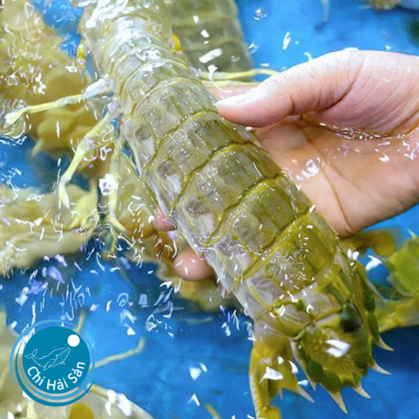 Tôm Tít Đại – “Quái Vật” Biển Khơi 