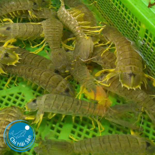 Tôm tít đại cho nhà hàng