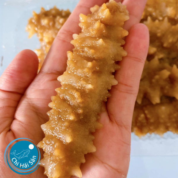 cung cấp con hải sâm gai vàng