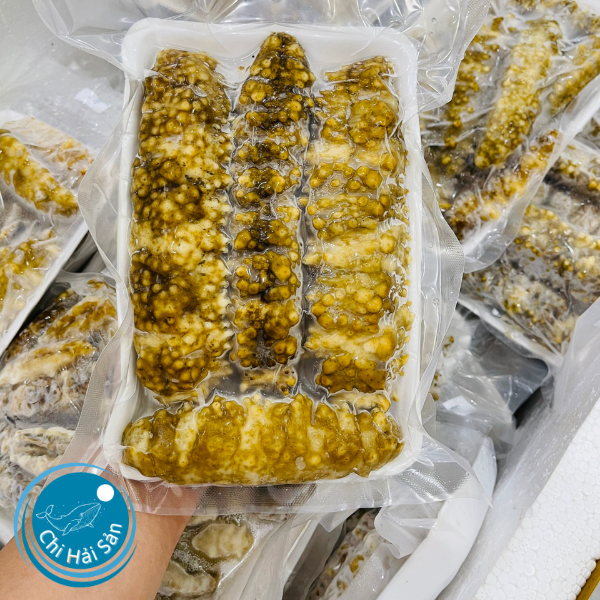 Hải sâm gai vàng tươi