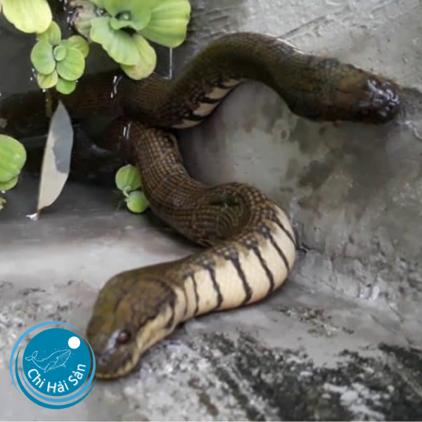 Vì sao các món ăn từ con rắn ri gây hứng thú cho thực khách?