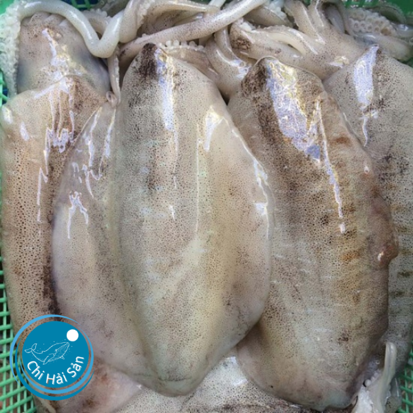 Hành trình của con mực lá và những món ngon dành cho nhà hàng