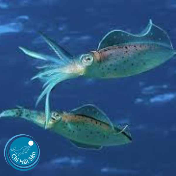 Đời sống mực lá