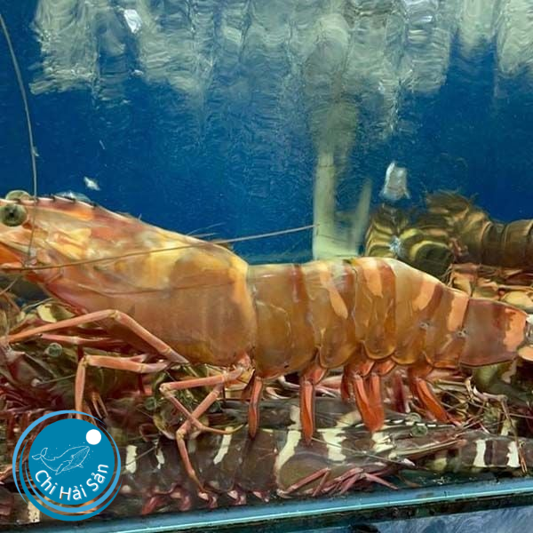 Tôm sú biển tươi sống