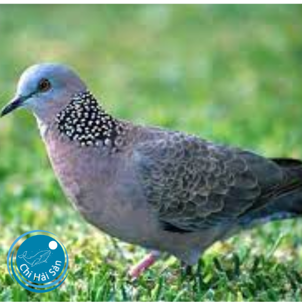 chim cu gáy – biểu tượng bình yên miền quê