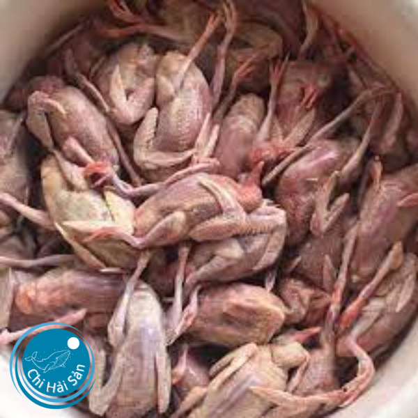 Chim cu gáy thịt tươi