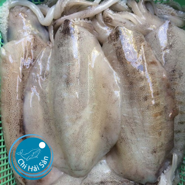 Mực nang tươi - Đặc sản biển giàu dinh dưỡng