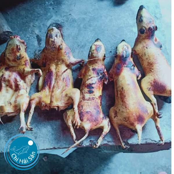 Thịt sóc nấu gì ngon nhất? Mua sóc thịt ở đâu?