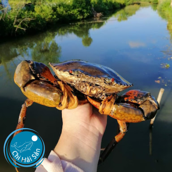 Cua sinh thái miền Tây – Tặng phẩm của rừng ngập mặn