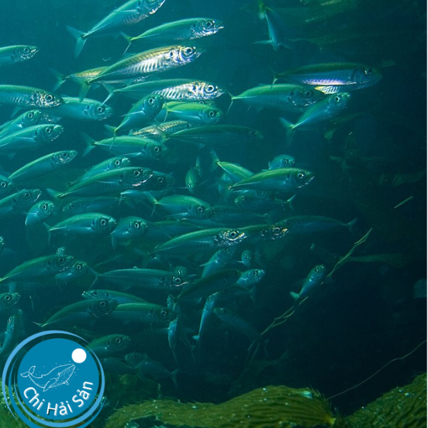 Đàn cá thu ( theo Wikipedia)