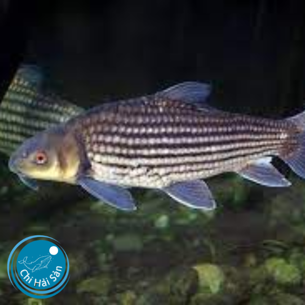 Cá trà sóc là cá gì?