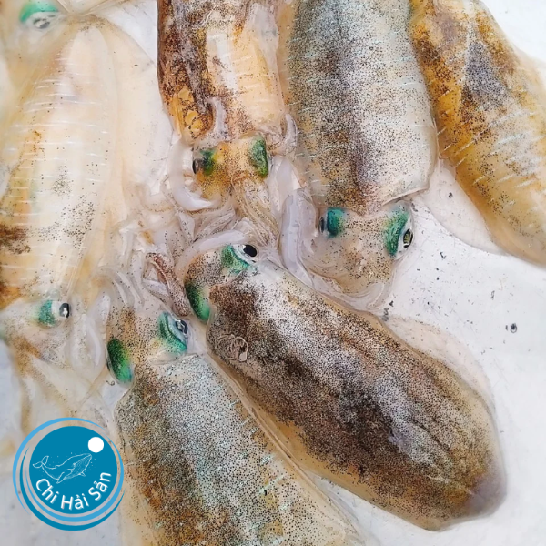 Mực lá tươi chuẩn mùa lạnh – Thức quà tuyệt đỉnh từ biển trời miền Trung